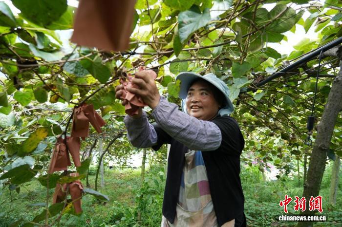 焦点登录:(乡村行·看振兴)贵州水城:红心猕猴桃迎丰收 “甜蜜”让生活更甜蜜
